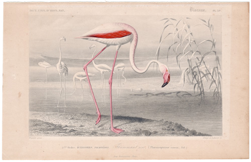 Flamingo